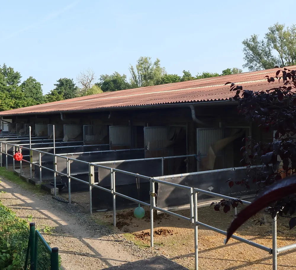 Innen-Fenster-Paddock-und-Aussenboxen-23Innen-Fenster-Paddock-und-Aussenboxen-23
