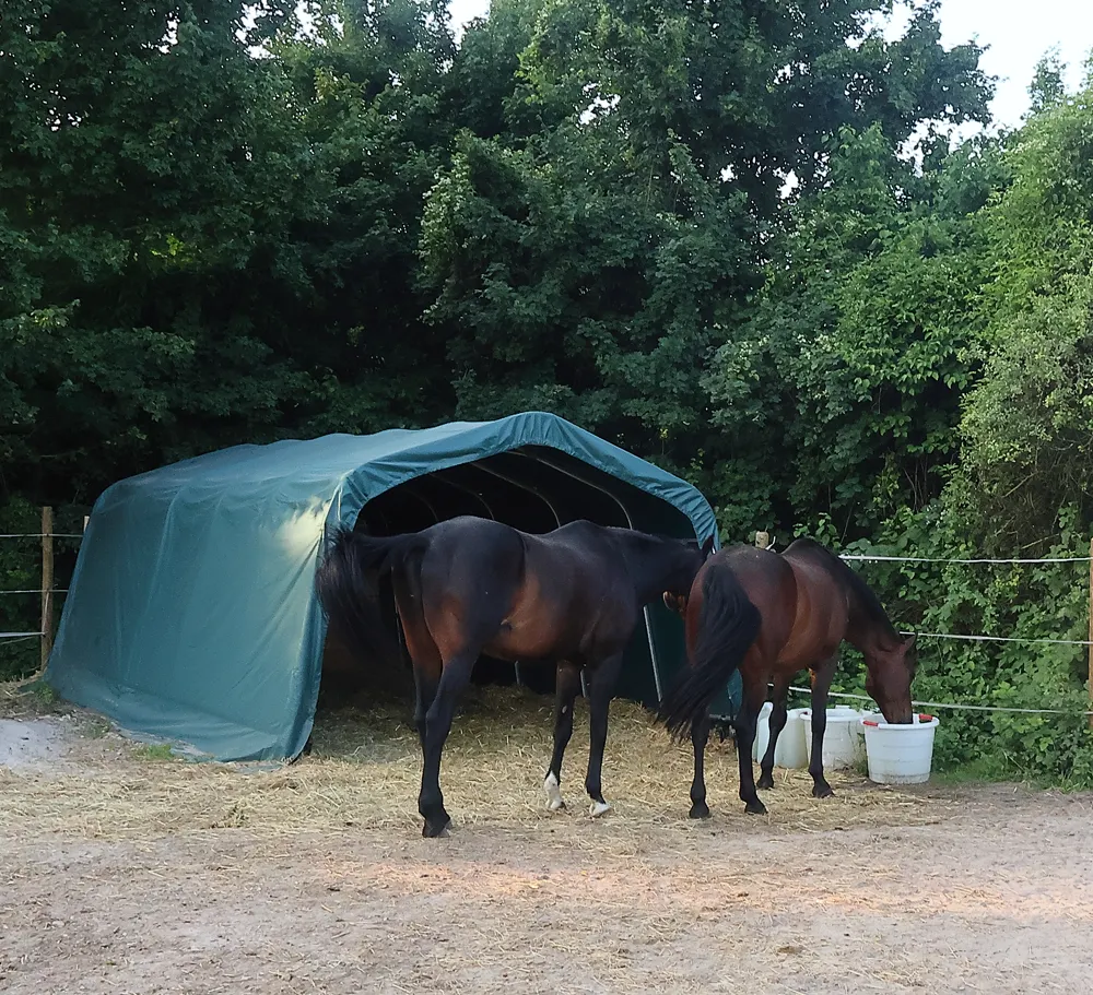 dreimalige-Fuetterung-mit-Heu-und-Kraftfutter